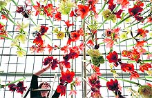 A gardener hangs azaleas at the Chelsea Flower Show in London on Sunday. The show run by the Royal Horticultural Society is celebrating its 100th year