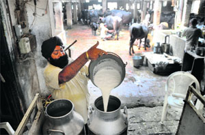 The dairy sector is often suggested as a strategy for the diversification of income since it is growing well. File photo: Himanshu Mahajan