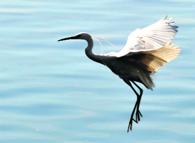 A Siberian crane flies over the Dal Lake in Srinagar on Monday.
