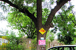 Advertisements nailed to a tree along the Malout-Bathinda road in Muktsar district