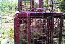 Monkeys trapped in a cage