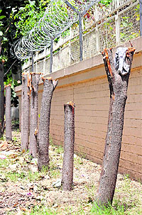 A resident has allegedly chopped off trees in the green belt of Sector 27-B. The green belt falls under the neighbourhood park category and is maintained by the Chandigarh Municipal Corporation. A complaint in this regard has also been submitted to the UT IG