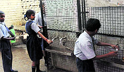 Government Model Senior Secondary School, Karsan, Ram Darbar, Phase II, in Chandigarh