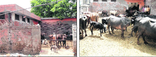 An outside view of the Municipal Corporation animal shelter at Lahori Gate; and (right) animals are living in a deplorable condition at the shelter.