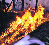 A pine forest on fire near the Himachal Pradesh School Education Board office in Dharamsala on Saturday night.