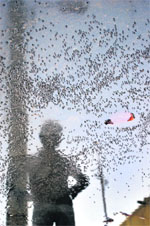 Mosquitoes breed in the stagnant water in the Shanti Nagar area at Giaspura. 