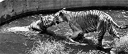 Royal Bengal tigers cool off at a pond at the Assam state zoo in Guwahati on Sunday