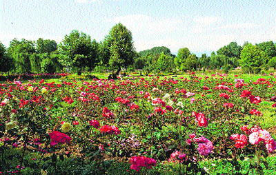 Roses in full bloom in a park in Srinagar on Monday. 