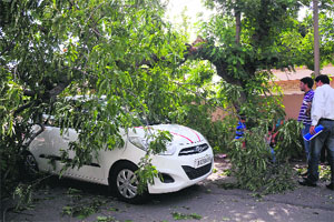 A car was damaged when a tree fell on it in Gandhi Nagar area of Jammu city on Monday. People inside the car were safely evacuated
