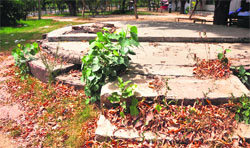 Weeds grow outside the students home canteen at Punjab Agricultural University in Ludhiana. Tribune Photo: Himanshu Mahajan
