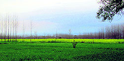 Harpreet Singh prefers to click Punjabs landscape.