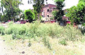Congress grass outside some government residential buildings in Amritsar