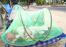 Time for siesta: Two members of a family sleep inside a net mesh to save themselves from mosquitoes near Bhai Kanahaiya Chowk in Bathinda on Tuesday morning