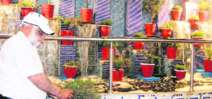 An official of Nirankari Mission looks after plants at Indramani Chowk Fountain in Mussoorie.