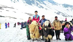 Yak riding holds attraction for tourists at Snow Point on the Manali-Leh highway. Photo by writer