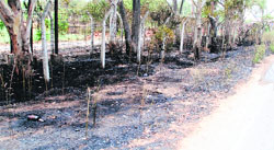 A view of the burnt trees and bushes on the airport road in Amritsar.