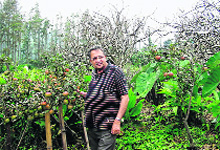 Horticulture scientist Chiranjit Parmar from Mandi with apple trees in Karnataka.