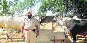 Jarnail Singh, SHO, Sadar, along with the rescued oxen and calves at Baurhai Kalan village. A
