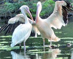 A pair of pelicans cooling off in a water body at Delhi Zoo on Friday. 