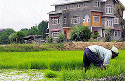 A migrant labourer at work in a paddy field in Budgam district on Friday