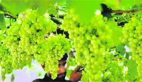 Marvelous marvels: A man harvests grapes in an orchard in Ludhiana