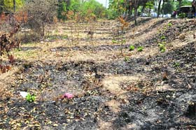 The burnt saplings along Ferozepur Road in Ludhiana