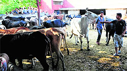 Residents show the bad condition of cows, which will be shifted to a Delhi-based gaushala, in Phase-I Industiral Area, Chandigarh, on Saturday