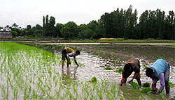 Migrant workers plant paddy saplings in a field in Budgam district