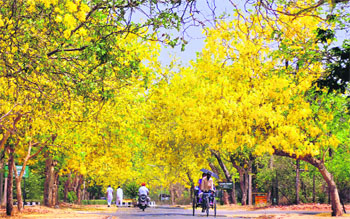 A rickshaw puller passes through a canopy of amaltas on the PAU campus in Ludhiana. Tribune photo: Himanshu Mahajan