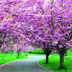 Roads lined with sakura trees present a dazzling sight. Not surprisingly, this season is the peak tourist season