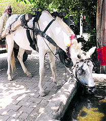 A horse quenches its thirst on a hot sultry afternoon in Bathinda