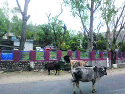 Stray cattle on the Pathankot-Mandi National Highway at Nurpur. Photo: Rajiv Mahajan