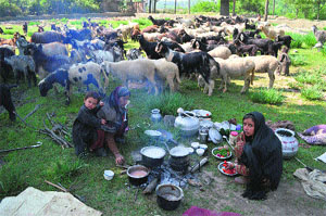 Women of a semi-nomadic community cook food as their livestock grazes in the background, on the outskirts of Srinagar on Sunday. Tribune photo: Amin War