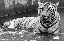 A Royal Bengal tiger cools off in an artificial pond inside its enclosure at Assam State Zoo-cum-Botanical Garden in Guwahati on Sunday