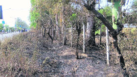 A view of burnt trees in Amritsar on Tuesday.