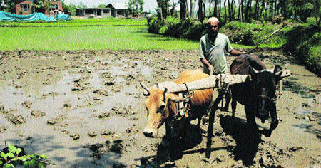 A farmer ploughs his fields in central Kashmirs Budgam district on Wednesday.