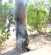 Heaps of garbage set on fire by Municipal Corporation workers at the Company Bagh in Amritsar on Thursday. 