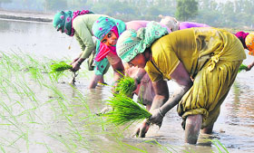 Despite the ban on sowing paddy before June 15 to ensure that the water table does not fall further, farmers at Dabri village in Karnal were seen planting saplings on Thursday.