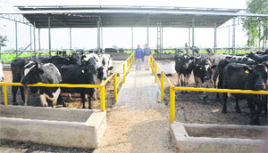 A dairy farm near Patiala.