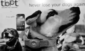Tracker Technology Co.s new product TBPT (The Best Pet Tracker)" is displayed on a stuffed toy dog during the 2013 Computex in Taipei on Thursday. Computex is Asias biggest annual IT trade fair, which opened on June 4.