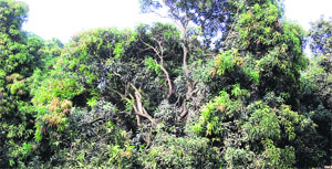 Damaged mango trees in the farm of Gian Chauhan at Adoya village of Ambala district, which got damaged in the Thursday gale. 