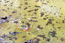 Mosquitoes breed in stagnant water