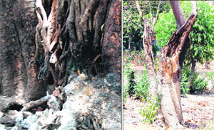 A tree which was burnt outside the Ram Bagh Garden and opposite the residence of Municipal Commissioner; and (right)  rats have made holes in the roots of a tree at Ram Bagh Garden  in Amritsar. 
