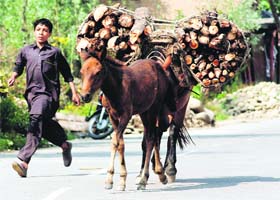 Beast of burden: A youth carries firewood on a horse at Pahalgam in Anantnag district of south Kashmir on Saturday