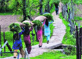The load of Living: Women carry forage as they walk towards their homes in Doodhpathri Valley