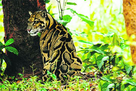 The Himalayan clouded leopard