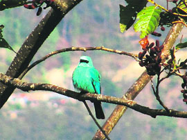 Around 106 kinds of birds are found at Neora Valley National Park