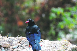 Red billed alpine chough