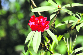 The delicate beauty of a red rhododendron