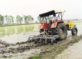 A tractor destroys paddy saplings planted in Chandpura village of Fatehabad